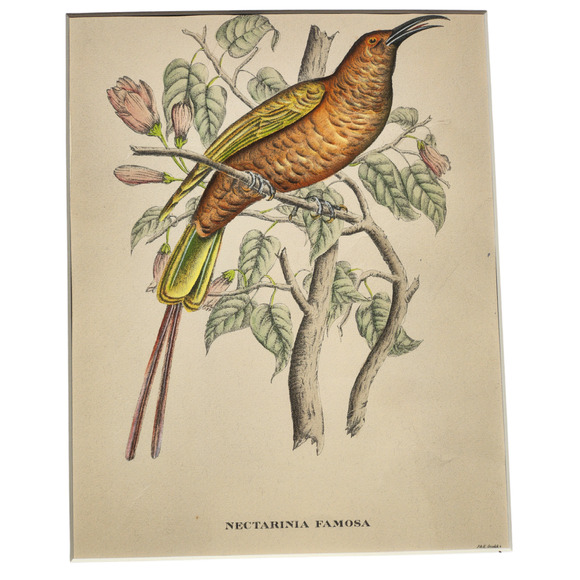 Framed J. & E. Gould - Nectarina Famosa Lithograph Print 17 1/2 x 21 1/2" - Picture 8 of 16